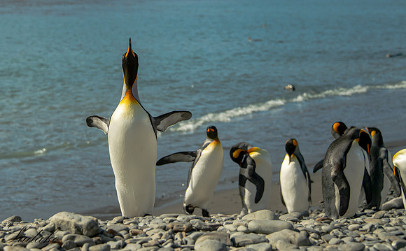 King Penguin South Georgia_DSC4070