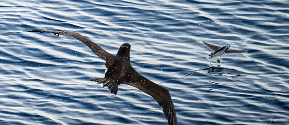 20250108SeaDay_3621