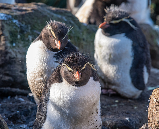 Rockhopper Penguin FalklandIslandsWestPointIsland20200316_0046