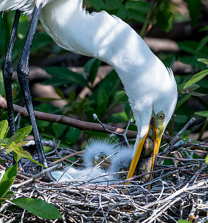 VeniceRookery20190401_0798