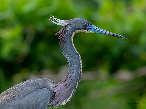 TricoloredHeronBreedingAdultNorthLakesNestingArea20190408_0492