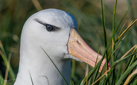 Black-browed Albatross FalklandIslandsWestPointIsland20200316_0401