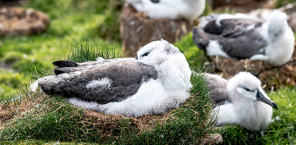 Black-browed Albatross FalklandIslandsSaundersIsland20200315_0438
