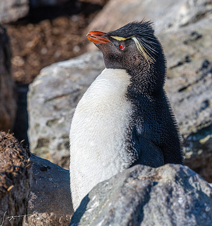 Rockhopper Penguin FalklandIslandsWestPointIsland20200316_0468