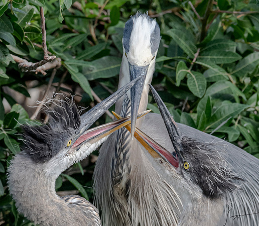VeniceRookery20190401_1149