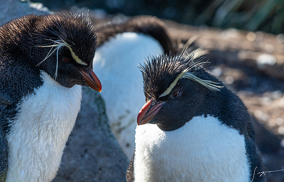 Rockhopper Penguin FalklandIslandsWestPointIsland20200316