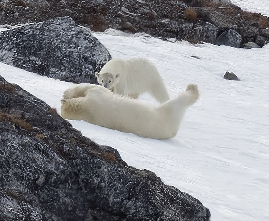 Svalbard20230627_0100