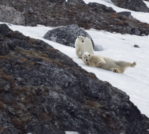 Svalbard20230627_0108