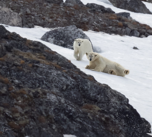 Svalbard20230627_0110