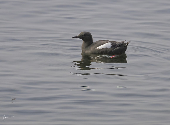 IcelandCruise20230808_0048-Edit Black guillemot