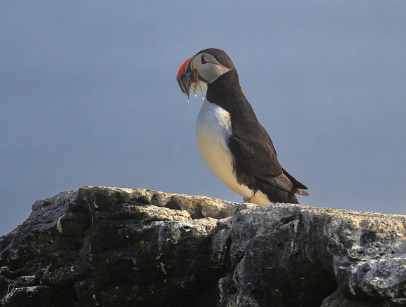 IcelandCruise20230808_0225-Edit Atlantic Puffin