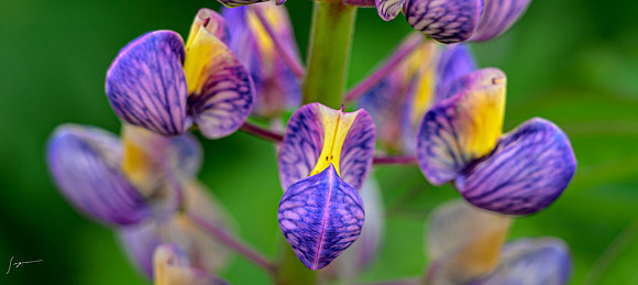 IcelandCruise20230809_0685