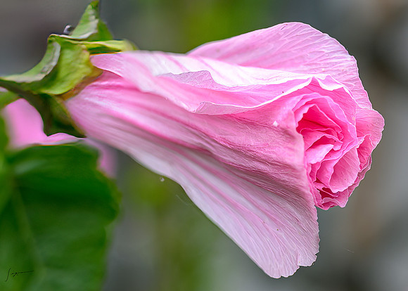 IcelandCruise20230809_0611-Edit
