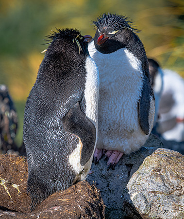 Rockhopper Penguin FalklandIslandsWestPointIsland20200316_0934