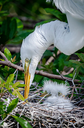 VeniceRookery20190401_0941