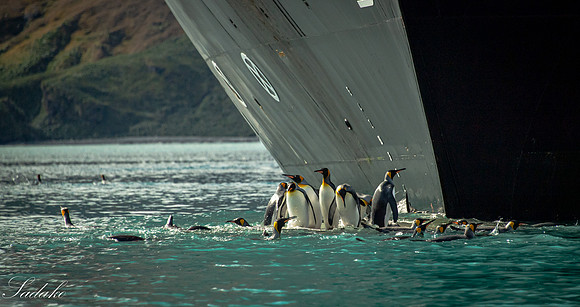 King Penguin South Georgia_DSC4338