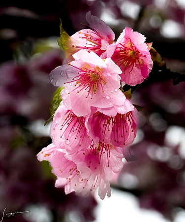 20250304AburatsuJapan_0193-Edit