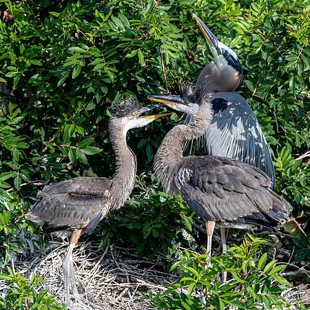 VeniceRookery20190401_0529