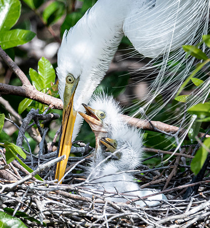 VeniceRookery20190401_1522