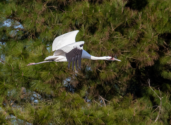 Whooping Crane    _DSC0588-Edit