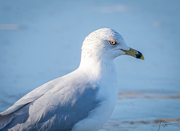 Ring-BilledGullNonBreedingAdultMorroBay20200209_0809