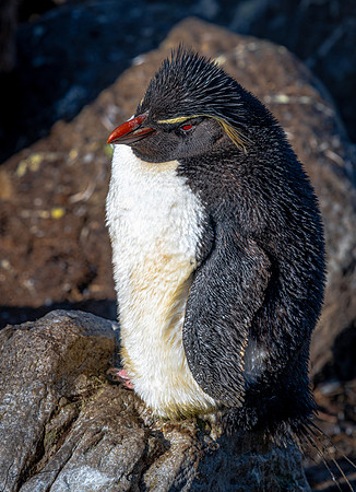 Rockhopper Penguin FalklandIslandsWestPointIsland20200316_0900