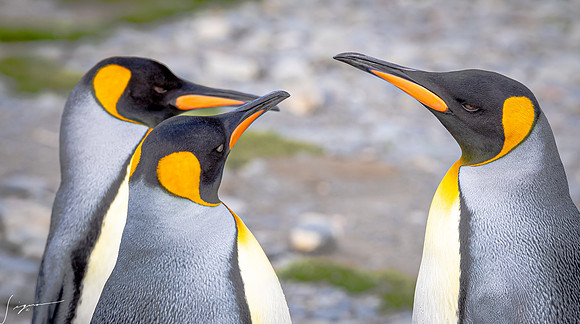 King Penguin SouthGeorgiaFortunaBay20200311_0079