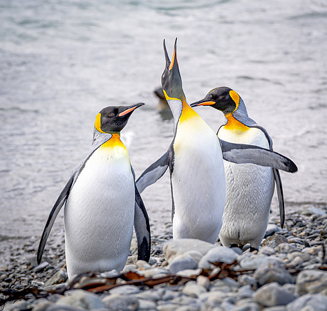 King Penguin SouthGeorgiaFortunaBay20200311_0052