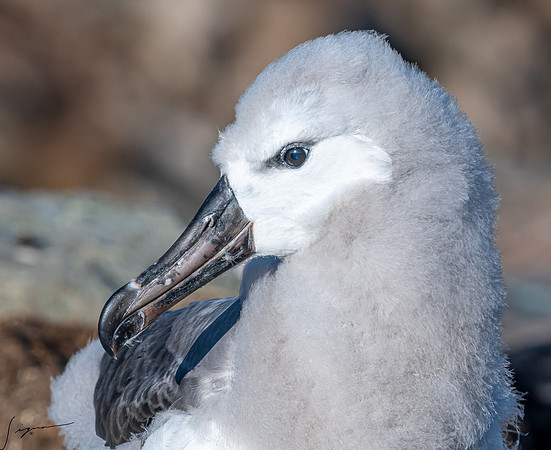 Black-browed Albatross FalklandIslandsWestPointIsland20200316_0749