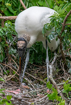 NorthLakesNestingArea20190408_0393