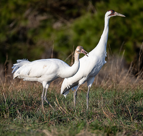 Whooping Carne    _DSC1094-Edit