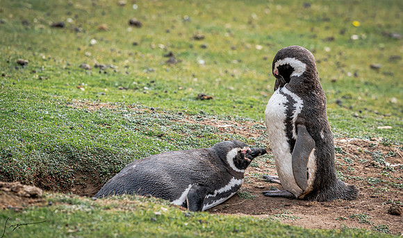 Magellanic Penguin FalklandIslandsSaundersIsland20200315_0712