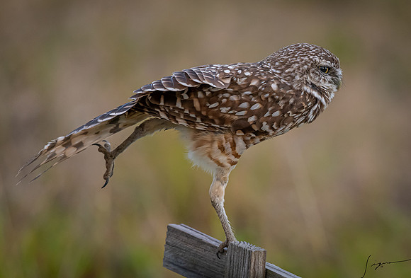 CapeCoralBurrowingOwl20190403_0212