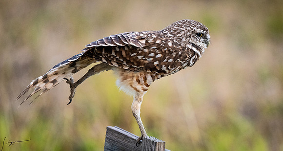CapeCoralBurrowingOwl20190403_0210