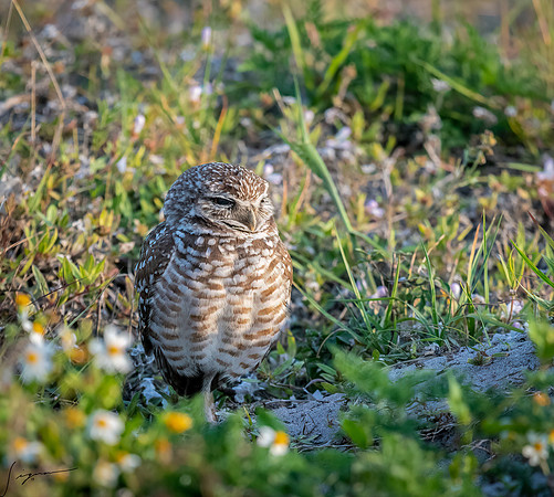 CapeCoralBurrowingOwl20190403_0180-Edit
