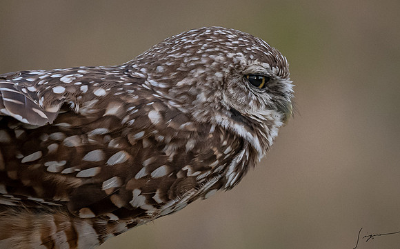CapeCoralBurrowingOwl20190403_0213