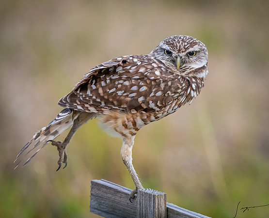 CapeCoralBurrowingOwl20190403_0221
