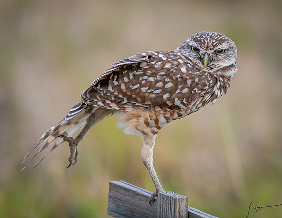 CapeCoralBurrowingOwl20190403_0223