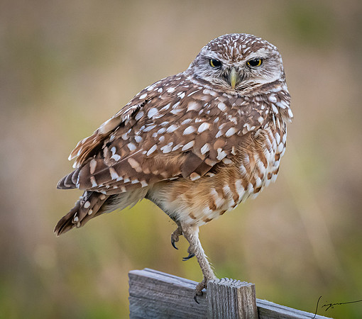 CapeCoralBurrowingOwl20190403_0234