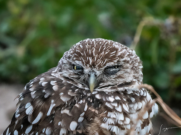 CapeCoralBurrowingOwl20190403_0244-Edit