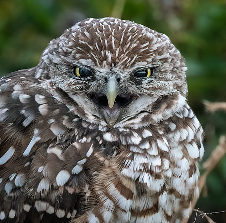 CapeCoralBurrowingOwl20190403_0252-Edit
