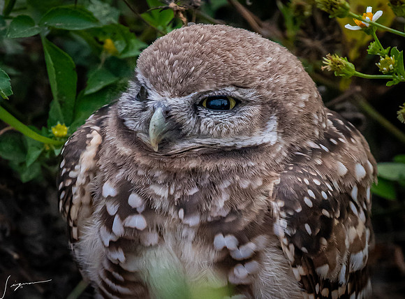 CapeCoralBurrowingOwl20190403_0272