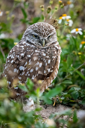CapeCoralBurrowingOwl20190403_0332-Edit