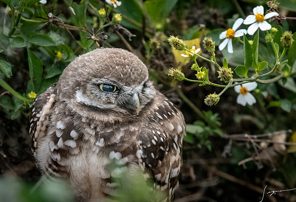 CapeCoralBurrowingOwl20190403_0360-Edit