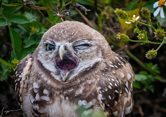 CapeCoralBurrowingOwl20190403_0386