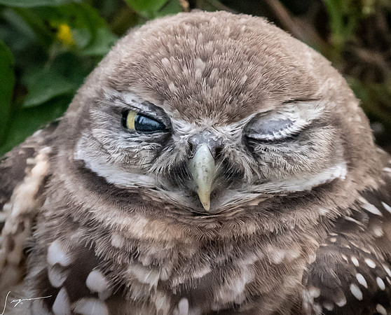 CapeCoralBurrowingOwl20190403_0404