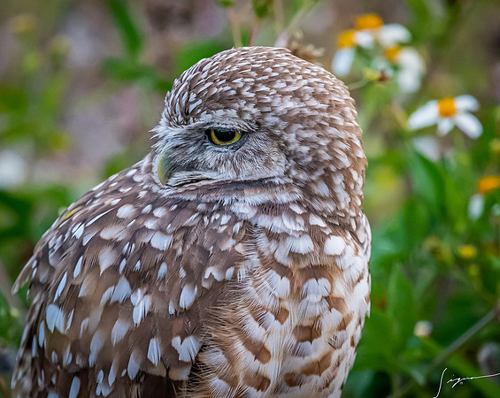 CapeCoralBurrowingOwl20190403_0444