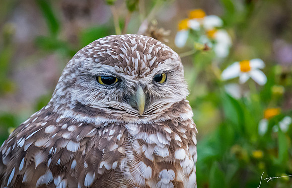 CapeCoralBurrowingOwl20190403_0445