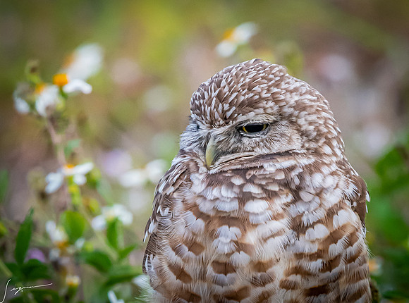 CapeCoralBurrowingOwl20190403_0525
