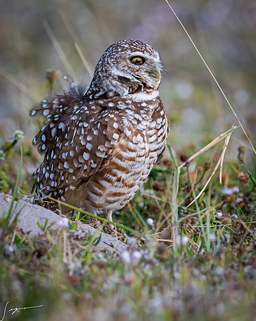 CapeCoralBurrowingOwl20190403_0717